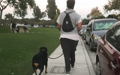 Hiking San Diego trails with your dog- How to be prepared