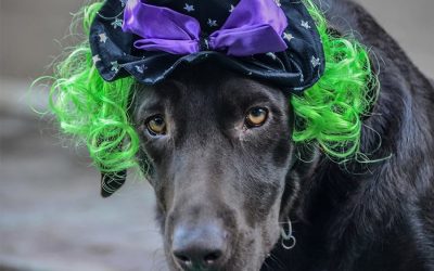 Preparing Your Pet for a Spooktacular and Safe Halloween