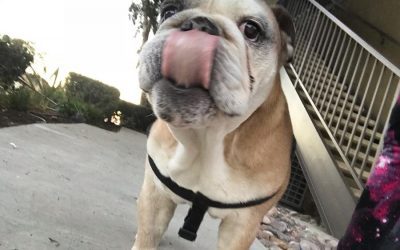 “Don’t eat that!”- Being attentive during dog walks