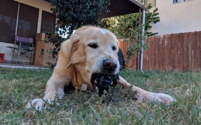 Tricks for Treats- the Benefits of Pet Treats