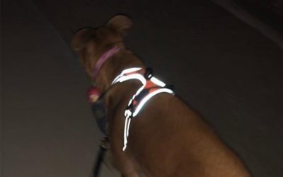 Walking dogs in the dark