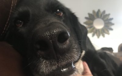 Dog barking in the neighborhood