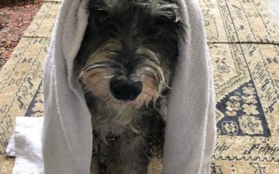 How to get rid of dog smells in the house