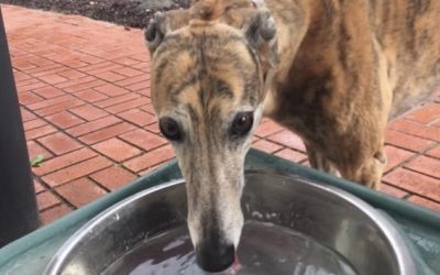 Natural ways to improve your pet’s kibbles
