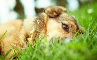 Flea and Tick summer safety for pets