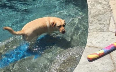 Making a Splash with your Dog this Summer