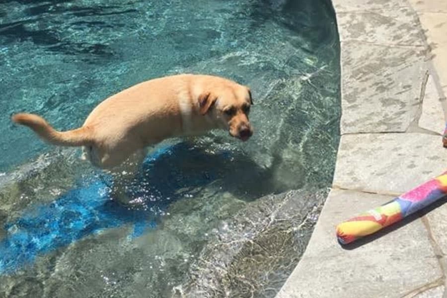 Making a Splash with your Dog this Summer