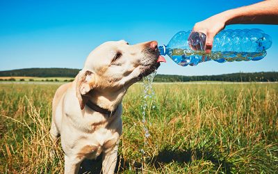 Hydration in pets this Summer