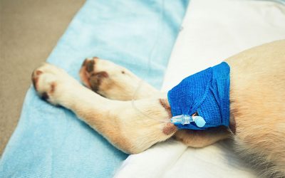 Pet Sitters and Emergencies in San Diego