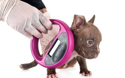 Importance of Microchips