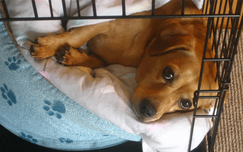 4 Tips for Crate Training Your Dog
