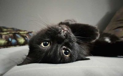 I am a Black Cat