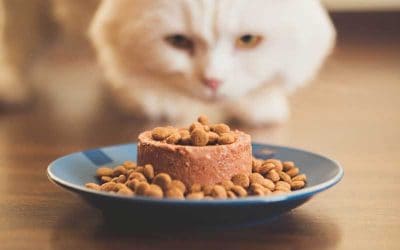 Which Diet is Best for your Feline?