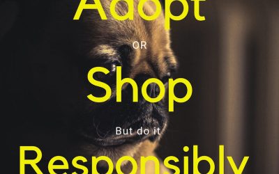 #AdoptOrShop