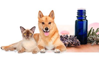 Essential Oils and your Pet: Good vs. Bad