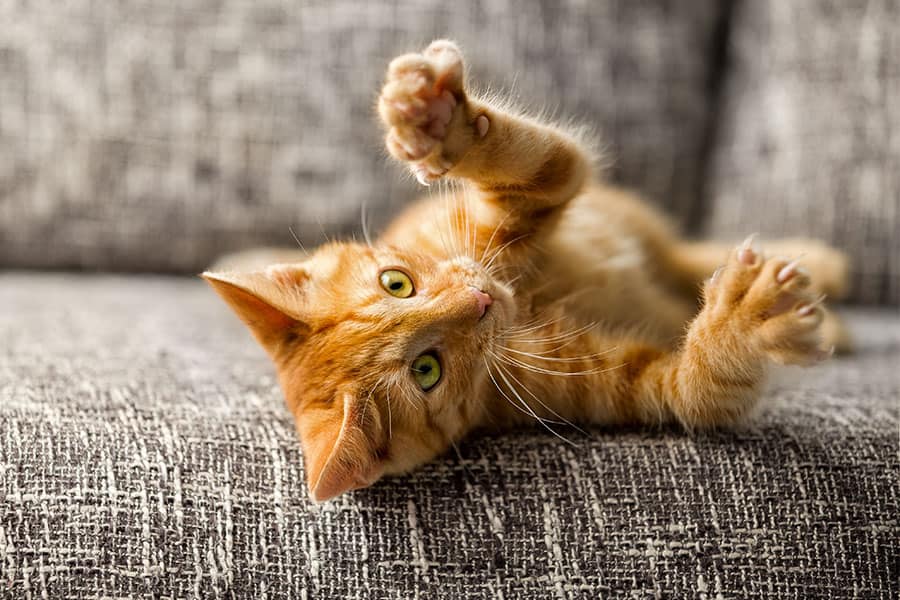 To declaw or not to declaw? That is the question;
