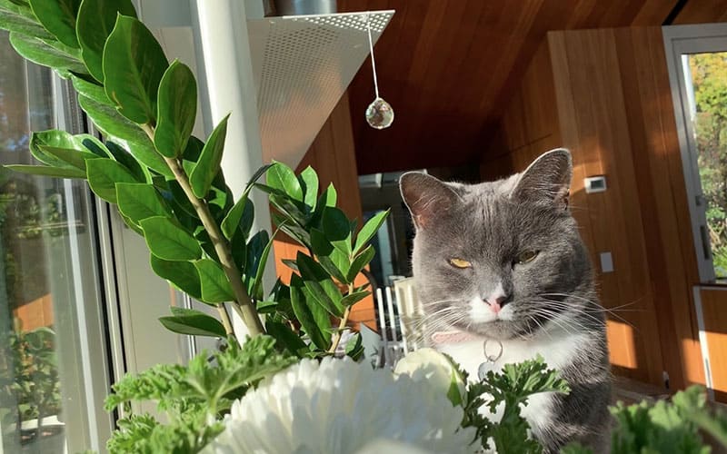 Houseplants: Toxic and Non-toxic to your Pets
