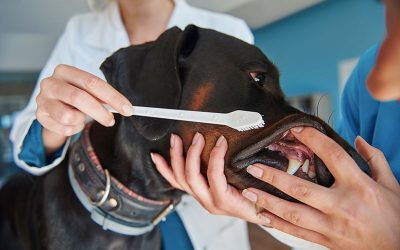 Brushing your dogs' teeth