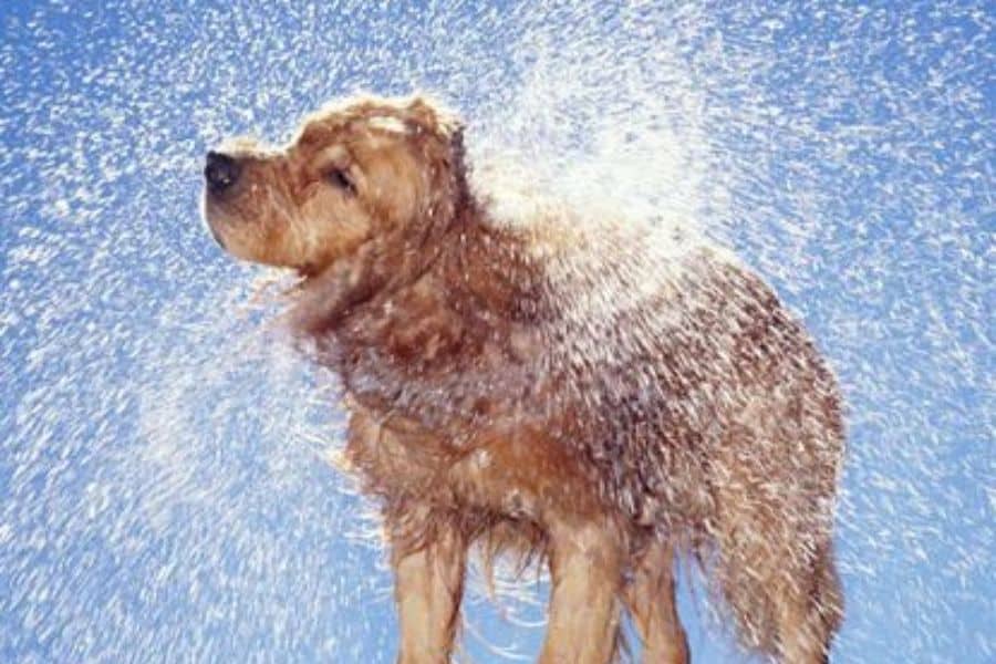 Why Your Dog Shakes