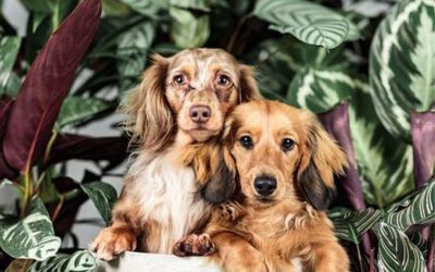 How to Prevent your Pets from Destroying your Houseplants