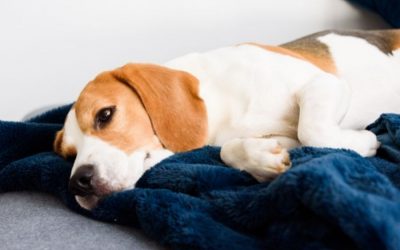Separation Anxiety and Reactivity