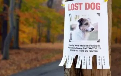 Steps to Find your Lost Pet