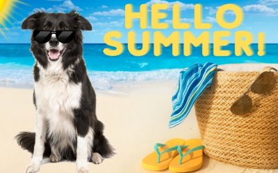 Tips for Walking Your Dog During Summer