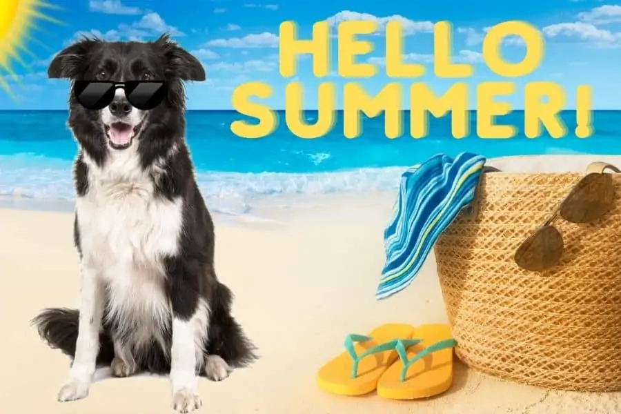 Tips for Walking Your Dog During Summer