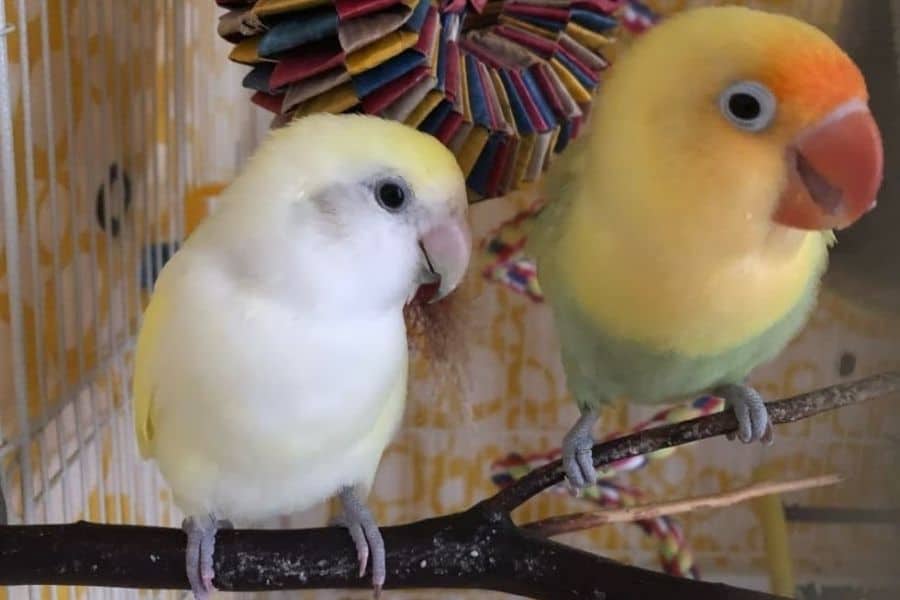 birds-Prep for 4th of July