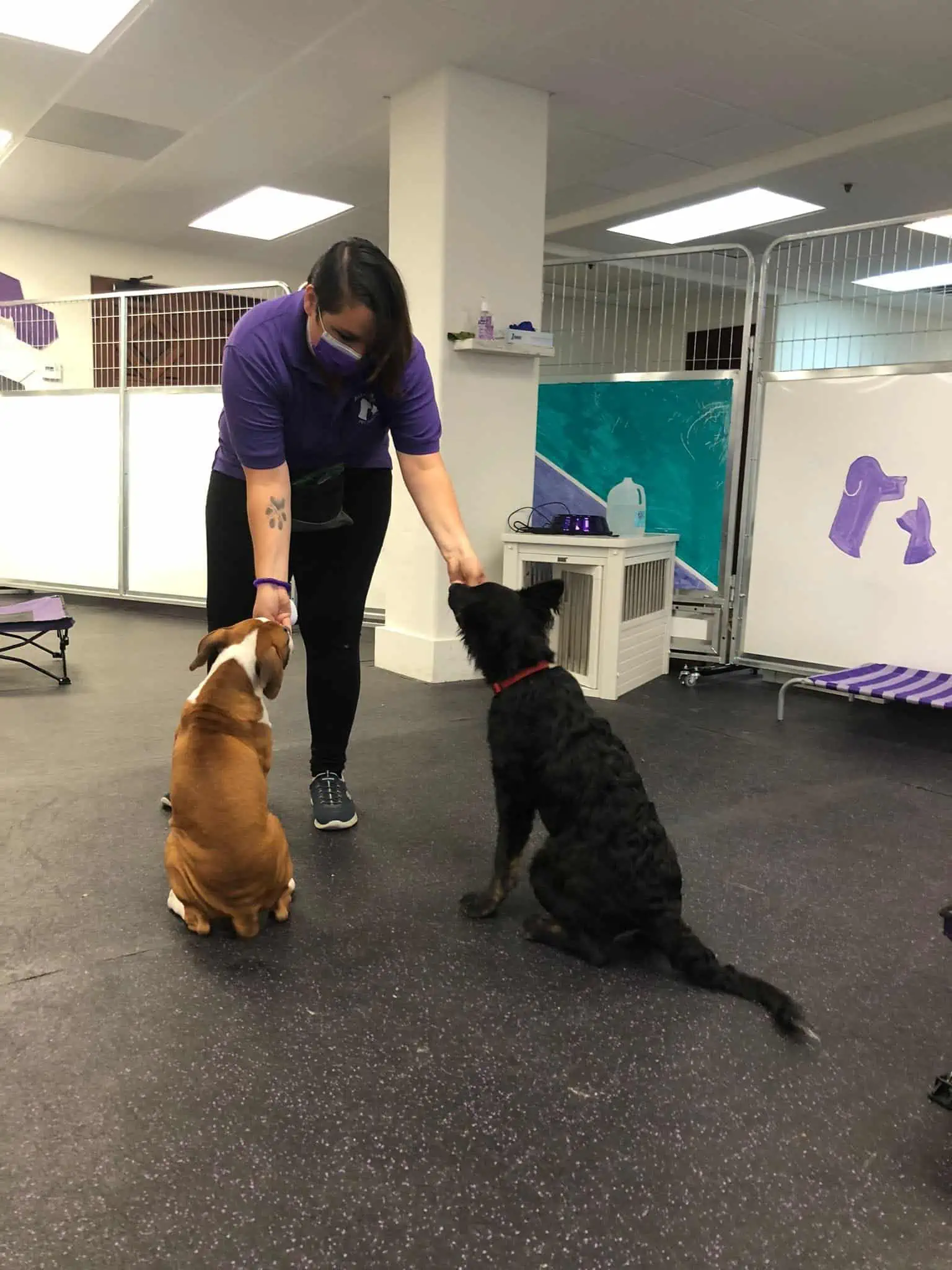 jen loves pets san Diego dog walker pet sitter dog trainer