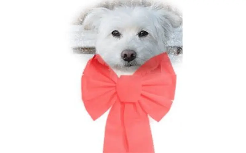 Holiday Puppy, now what?!